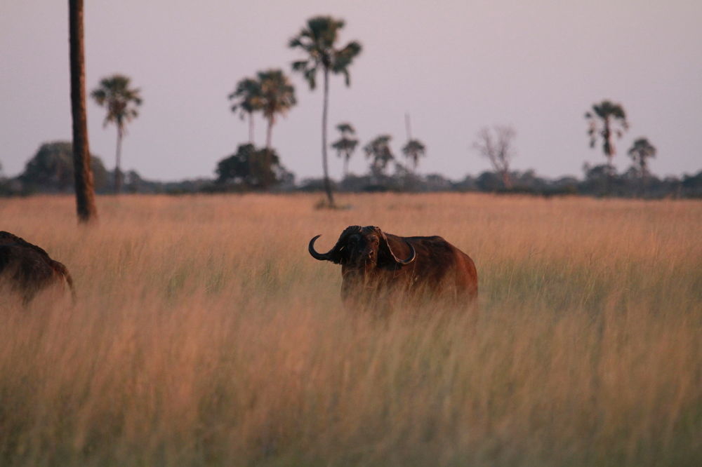 The Hide Safari Camp Hotel Dete Eksteriør billede